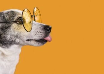 Dog with glasses symbolizing red light therapy for dogs, illustrating pet wellness and care.